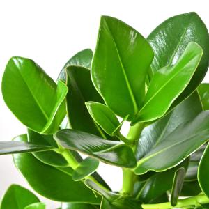 観葉植物 本物 クルシア・ロゼア 6号 鉢カバ...の詳細画像3