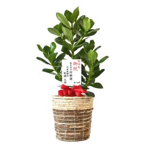 観葉植物 本物 クルシア・ロゼア 6号 鉢カバ...の詳細画像5