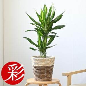 選べる観葉植物2点Cセット 人気 新築祝い : 観葉植物の生産直売 幸せの