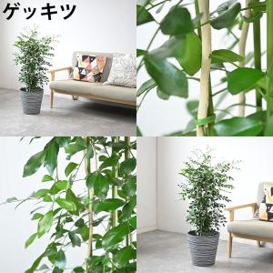 観葉植物 本物 7号鉢 種類 選べる エコフレ...の詳細画像1