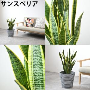 観葉植物 本物 7号鉢 種類 選べる エコフレ...の詳細画像2