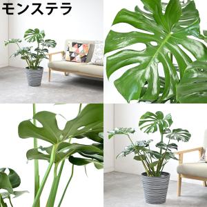 観葉植物 本物 7号鉢 種類 選べる エコフレ...の詳細画像3