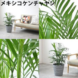 観葉植物 本物 7号鉢 種類 選べる エコフレ...の詳細画像5