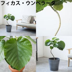 観葉植物 本物 7号鉢 種類 選べる エコフレ...の詳細画像4