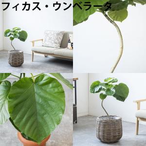 観葉植物 本物 7号鉢 種類 選べる ボールバ...の詳細画像4