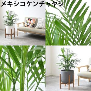 観葉植物 本物 7号鉢 種類 選べる ルーケト...の詳細画像5
