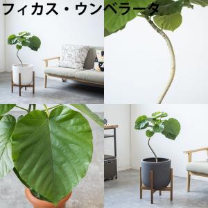 観葉植物 本物 7号鉢 種類 選べる ルーケト...の詳細画像4