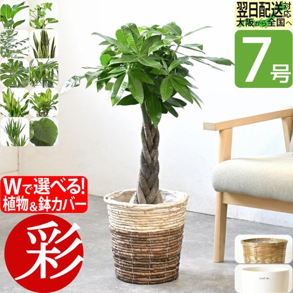 観葉植物 種類 室内