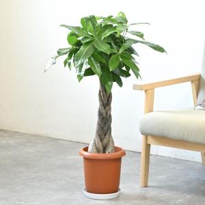 観葉植物 本物 パキラ 7号鉢 鉢カバーオプシ...の詳細画像1