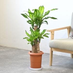 観葉植物 本物 幸福の木(ドラセナ・マッサンゲ...の詳細画像1