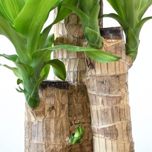 観葉植物 本物 幸福の木(ドラセナ・マッサンゲ...の詳細画像3