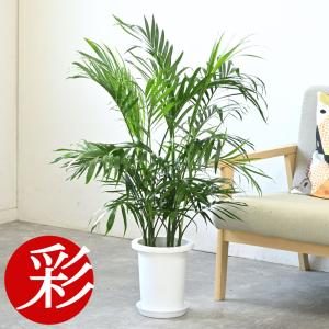 アレカヤシ。観葉植物。本物。鉢ごと無料で発送致します。 観葉植物 本物 アレカヤシ 6号鉢 鉢カバー付 セット 中型 通販 人気