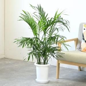 観葉植物 本物 メキシコ ケンチャヤシ 7号鉢...の詳細画像1