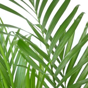 観葉植物 本物 メキシコ ケンチャヤシ 7号鉢...の詳細画像2