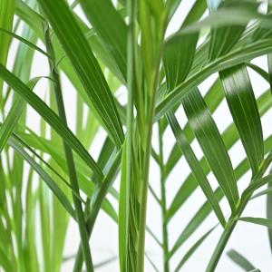 観葉植物 本物 メキシコ ケンチャヤシ 7号鉢...の詳細画像3