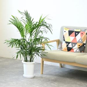 観葉植物 本物 メキシコ ケンチャヤシ 7号鉢...の詳細画像4