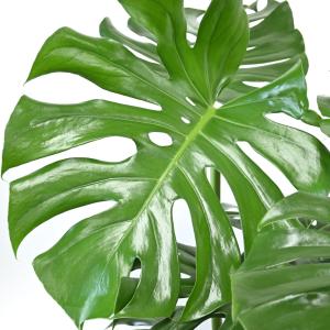 観葉植物 本物 モンステラ 7号鉢 (レギュラ...の詳細画像2