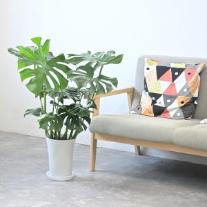 観葉植物 本物 モンステラ 7号鉢 (レギュラ...の詳細画像4