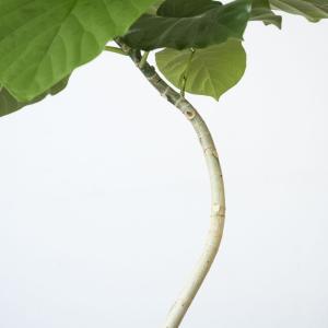 観葉植物 本物 フィカス・ウンベラータ 曲がり...の詳細画像2