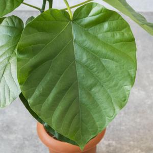 観葉植物 本物 フィカス・ウンベラータ 曲がり...の詳細画像3
