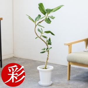 観葉植物 本物 フィカス・ウンベラータ 曲がり樹形 7号鉢 鉢カバー