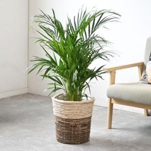 観葉植物 本物 アレカヤシ 8号鉢 選べる鉢カ...の詳細画像1