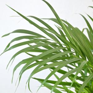 観葉植物 本物 アレカヤシ 8号鉢 選べる鉢カ...の詳細画像2
