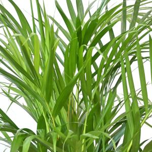 観葉植物 本物 アレカヤシ 8号鉢 選べる鉢カ...の詳細画像3