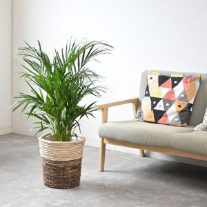 観葉植物 本物 アレカヤシ 8号鉢 選べる鉢カ...の詳細画像4