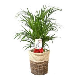 観葉植物 本物 アレカヤシ 8号鉢 選べる鉢カ...の詳細画像5