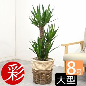 観葉植物 本物 ユッカ・エレファンティペス 8号鉢 寒さに強い 青年の木