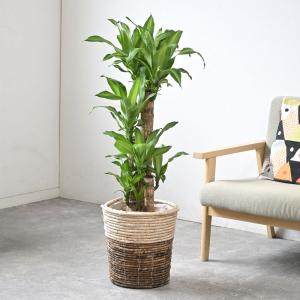 観葉植物 本物 幸福の木 ドラセナ・マッサンゲ...の詳細画像1