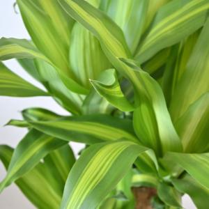 観葉植物 本物 幸福の木 ドラセナ・マッサンゲ...の詳細画像2