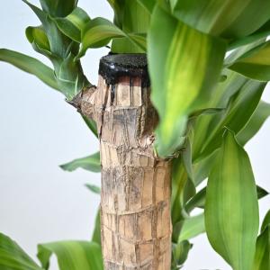観葉植物 本物 幸福の木 ドラセナ・マッサンゲ...の詳細画像3