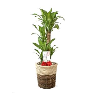 観葉植物 本物 幸福の木 ドラセナ・マッサンゲ...の詳細画像5