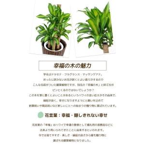ドラセナ マッサンの商品一覧 通販 Yahoo ショッピング