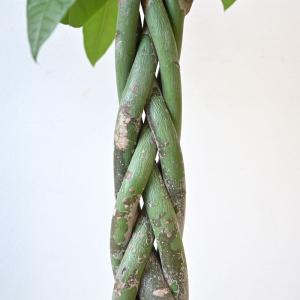 観葉植物 本物 パキラ 8号鉢 選べる鉢カバー...の詳細画像3