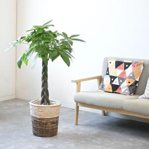 観葉植物 本物 パキラ 8号鉢 選べる鉢カバー...の詳細画像4