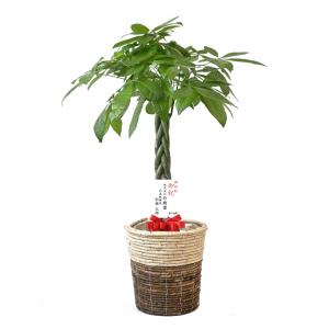観葉植物 本物 パキラ 8号鉢 選べる鉢カバー...の詳細画像5