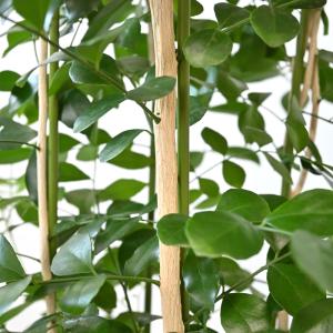 観葉植物 本物 ゲッキツ 8号鉢 シルクジャス...の詳細画像3