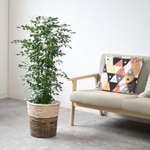 観葉植物 本物 ゲッキツ 8号鉢 シルクジャス...の詳細画像4