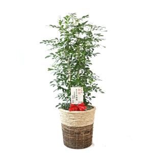 観葉植物 本物 ゲッキツ 8号鉢 シルクジャス...の詳細画像5