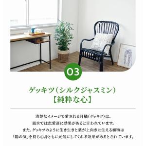 観葉植物 本物 8号鉢 種類 選べる 鉢カバー...の詳細画像4