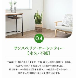 観葉植物 本物 8号鉢 種類 選べる 鉢カバー...の詳細画像5