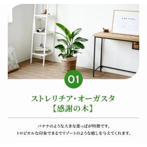 観葉植物 本物 8号鉢 種類 選べる 鉢カバー...の詳細画像2