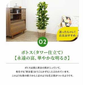 観葉植物 本物 8号鉢 種類 選べる 鉢カバー...の詳細画像3