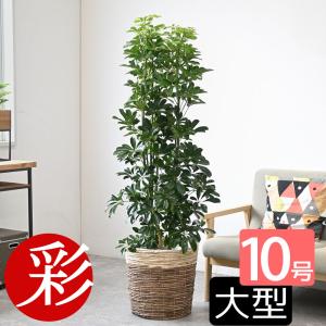 観葉植物 本物 ホンコンカポック 10号 鉢カバー 付き セット 大型 室内用 インテリア おしゃれ 通販 人気