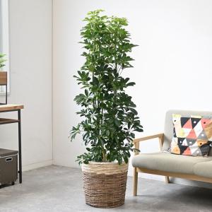 観葉植物 本物 ホンコンカポック 10号 鉢カ...の詳細画像1