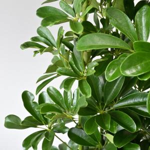 観葉植物 本物 ホンコンカポック 10号 鉢カ...の詳細画像2