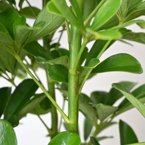 観葉植物 本物 ホンコンカポック 10号 鉢カ...の詳細画像3